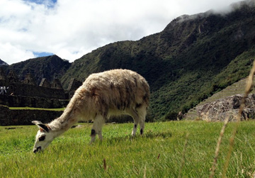 camino del inca